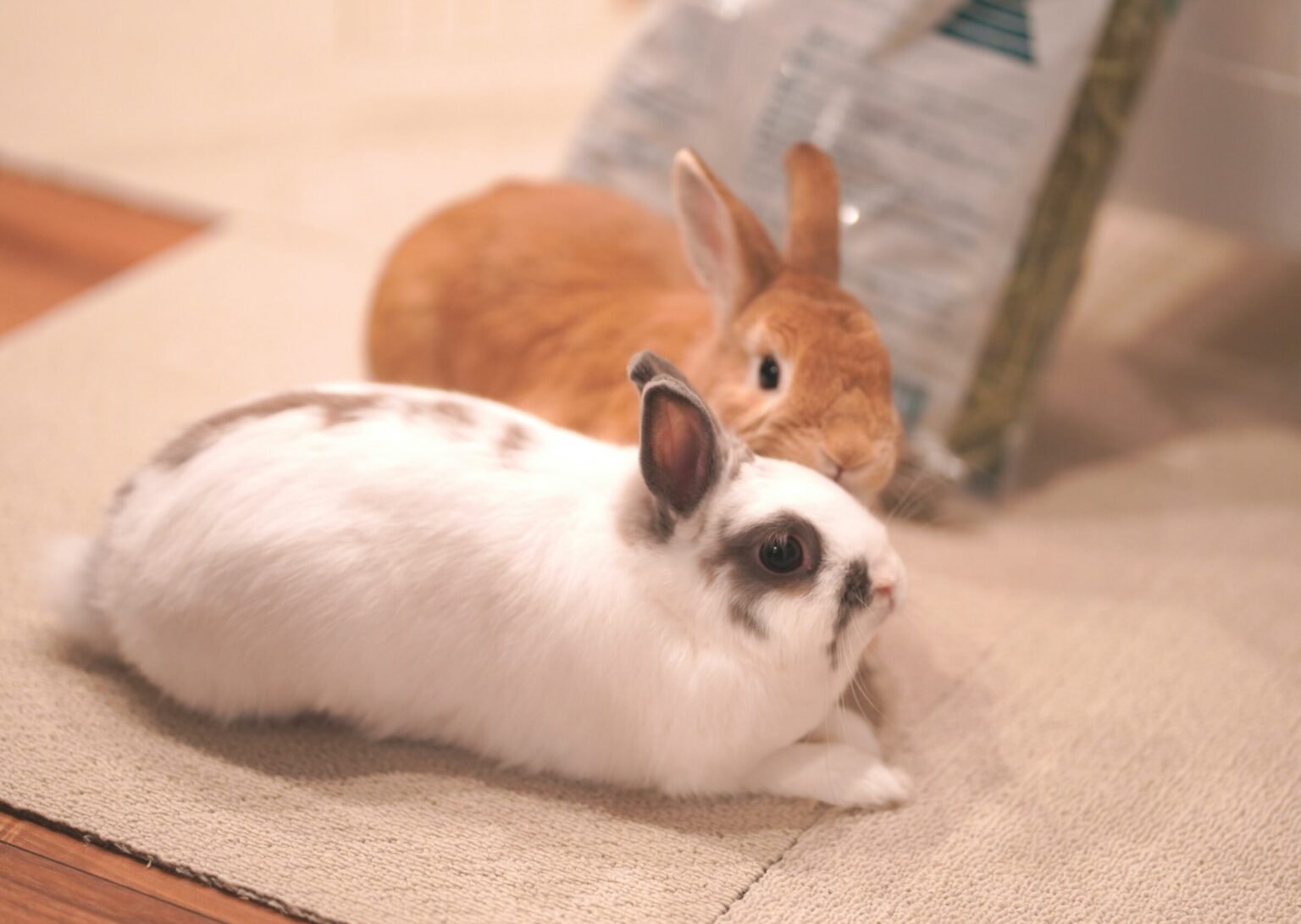 想幫兔子找個伴？先等等！搞懂混養問題，避免兔子打架心碎收場