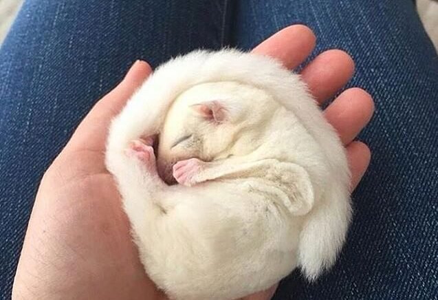 蜜袋鼯尾巴會說話?搞懂尾巴捲起來、翹起來的秘密意思!