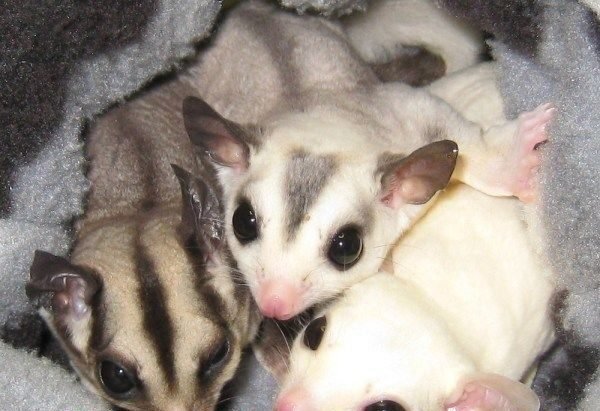 蜜袋鼯怎麼合籠?從準備到成功的4大關鍵步驟,合籠技巧大公開