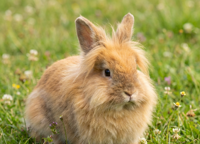 Firefly_lion rabbit, it is a type of rabbit 906074