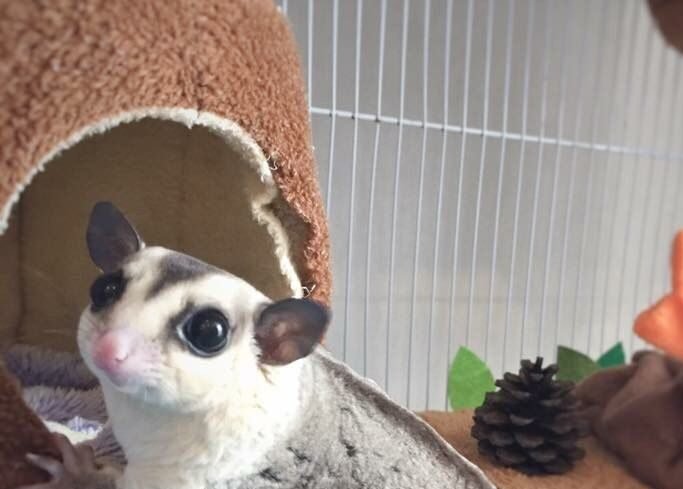 蜜袋鼯品種圖鑑!白色、黑色、奶油蜜袋鼯,哪個最稀有?