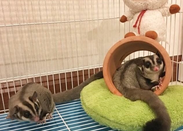 Sugar Glider by Hachi Family