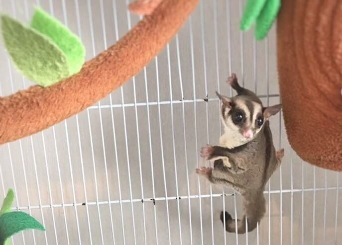 Sugar glider by Hachi Family (1)