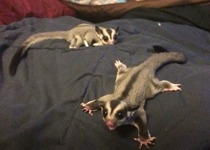 Sugar gliders joeys at about 5 weeks old_