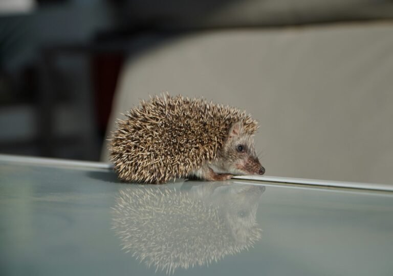 assaf-kakoon-MrCsc_ZL5dU-unsplash