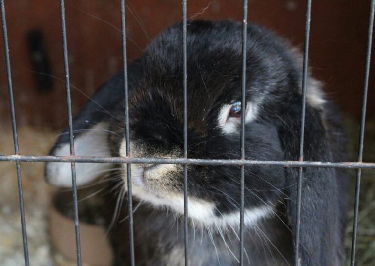 balesstudio-bJRAY6DJZXs-unsplash