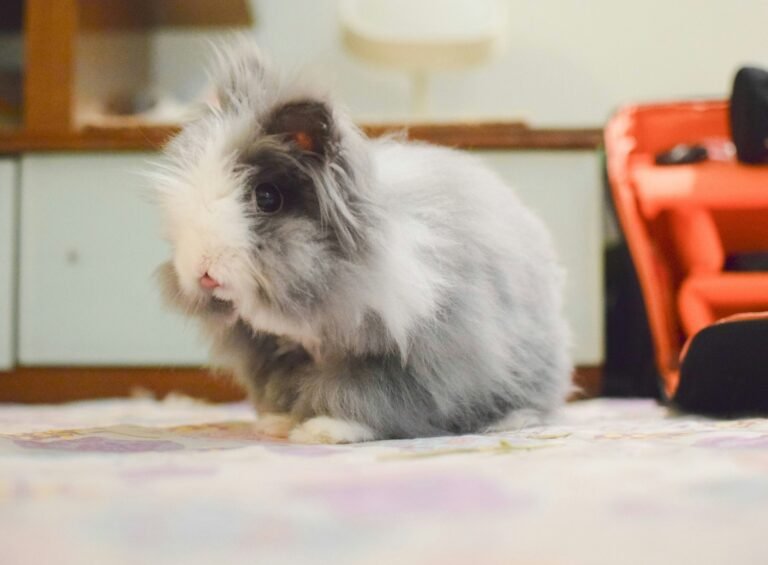 chan-swan-y8y5Ie5lhkc-unsplash