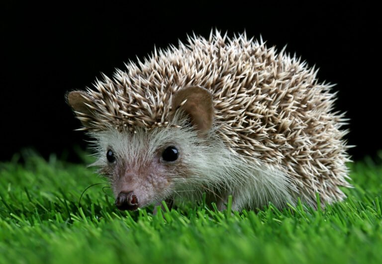 cute-baby-hedgehog-closeup-moss-with-black-background