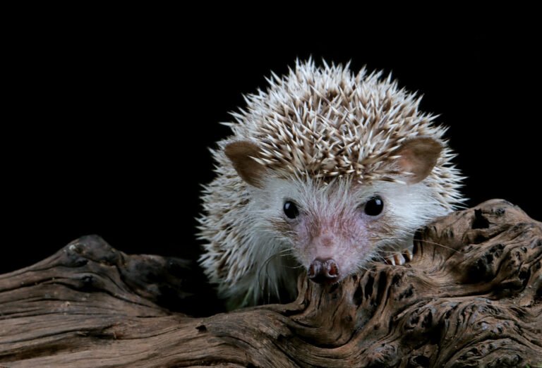 cute-baby-hedgehog-closeup-wood-with-black-background