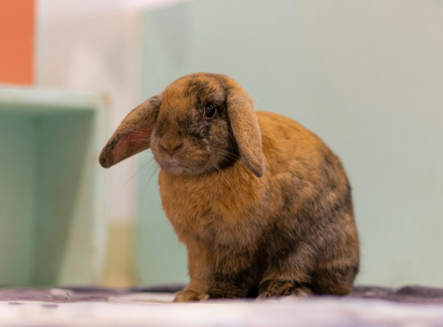 兔子梳毛全攻略 | 從換毛期護理到梳毛刷推薦,預防毛球症必看!