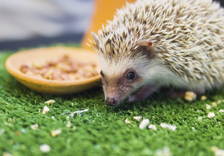Dwarf porcupine eating food in mimic green garden