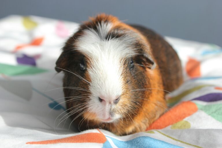 guineapig_word-ycOaLp6X6HE-unsplash