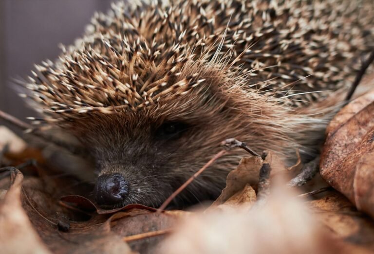 ilya-semenov-_XLnf_La8pU-unsplash