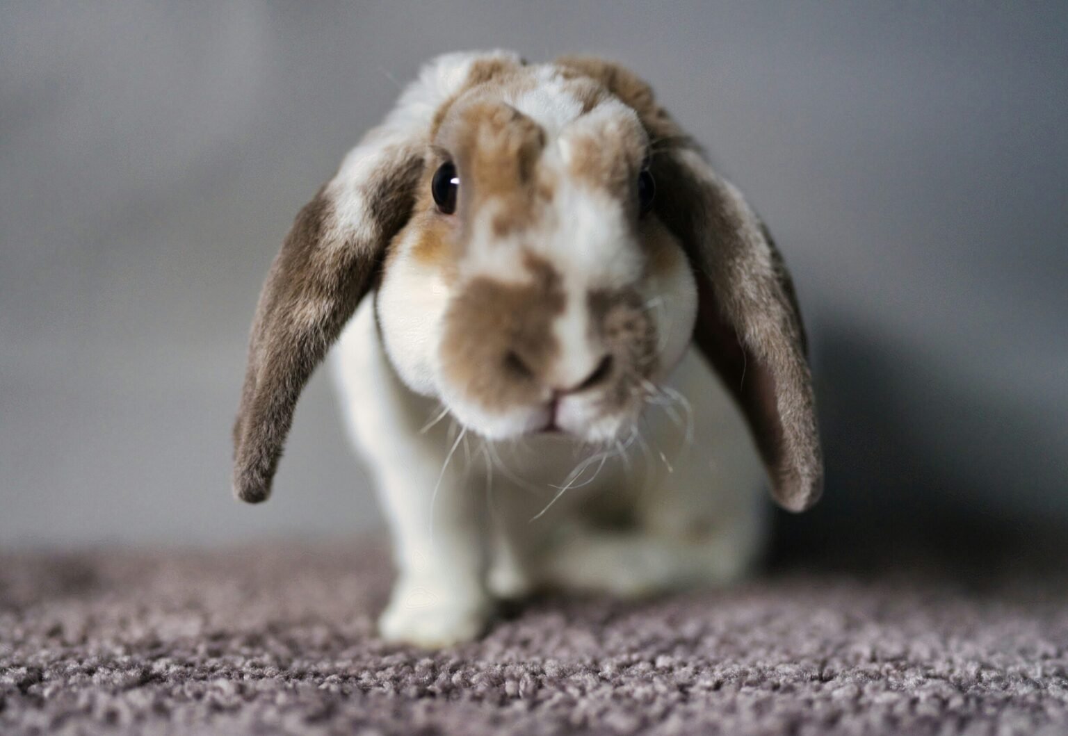 撿到兔子鬍鬚是幸運的象徵？鬍鬚掉了別緊張，但千萬別幫牠剪！