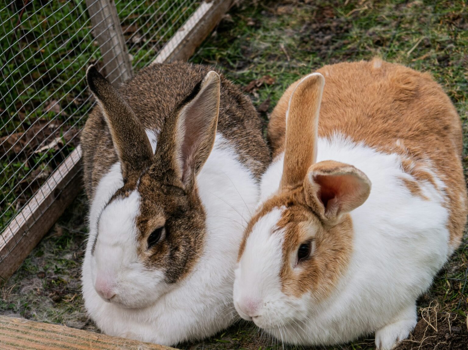 兔子噴尿、愛咬人?搞懂公兔母兔的差別、發情症狀與結紮費用
