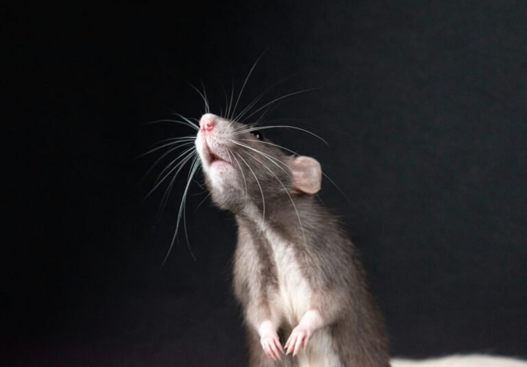 nikolett-emmert-NmWvVf3eef4-unsplash