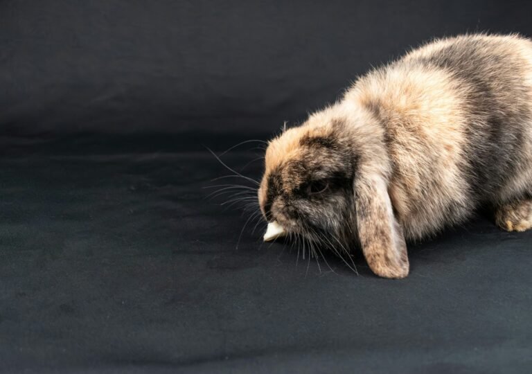 nikolett-emmert-j7RN5tHlP4E-unsplash