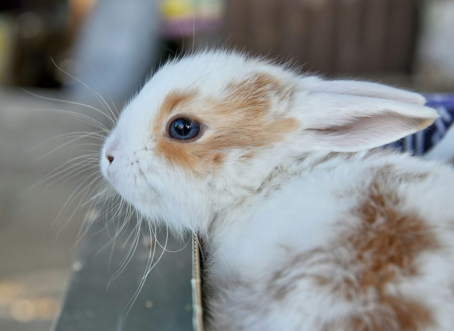 兔子結紮必看！費用多少？風險高嗎？搞懂術後照顧與個性轉變