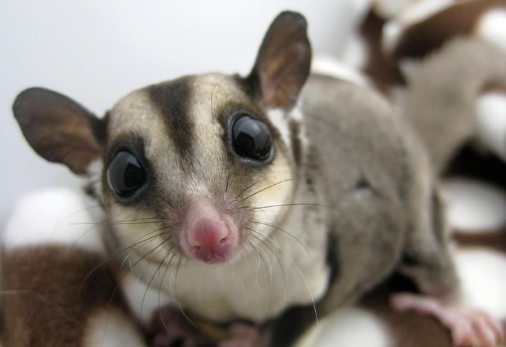 蜜袋鼯指甲怎麼剪?教你安全方法、工具推薦與流血應對指南