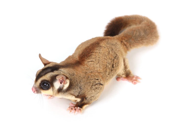 sugar glider