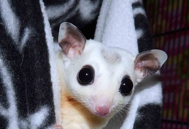 蜜袋鼯眼睛白白的?一篇搞懂白內障成因、症狀與照護全攻略