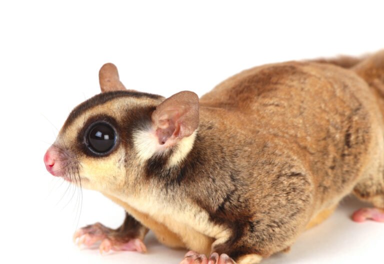 sugar glider