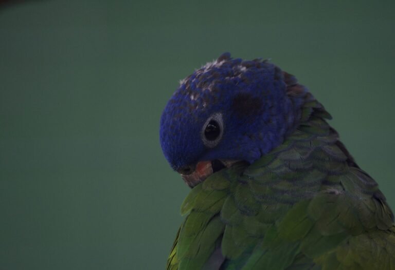 vijayalakshmi-nidugondi-VgxJioSmHDQ-unsplash