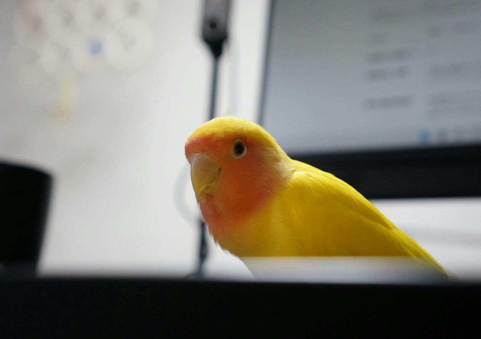 鸚鵡身體發抖是生病了嗎？搞懂鸚鵡發抖的原因與觀察重點