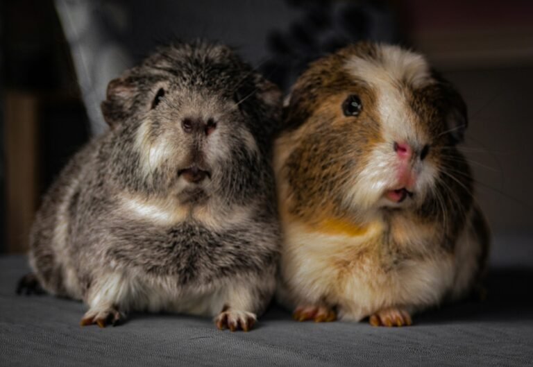 yvette-polok-afnNTGpvy0M-unsplash