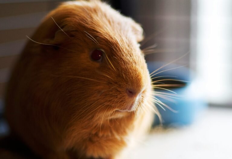 alvin-engler-50T-UNmZqBI-unsplash