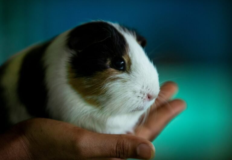 anil-sharma-fDh5wX3b-N8-unsplash