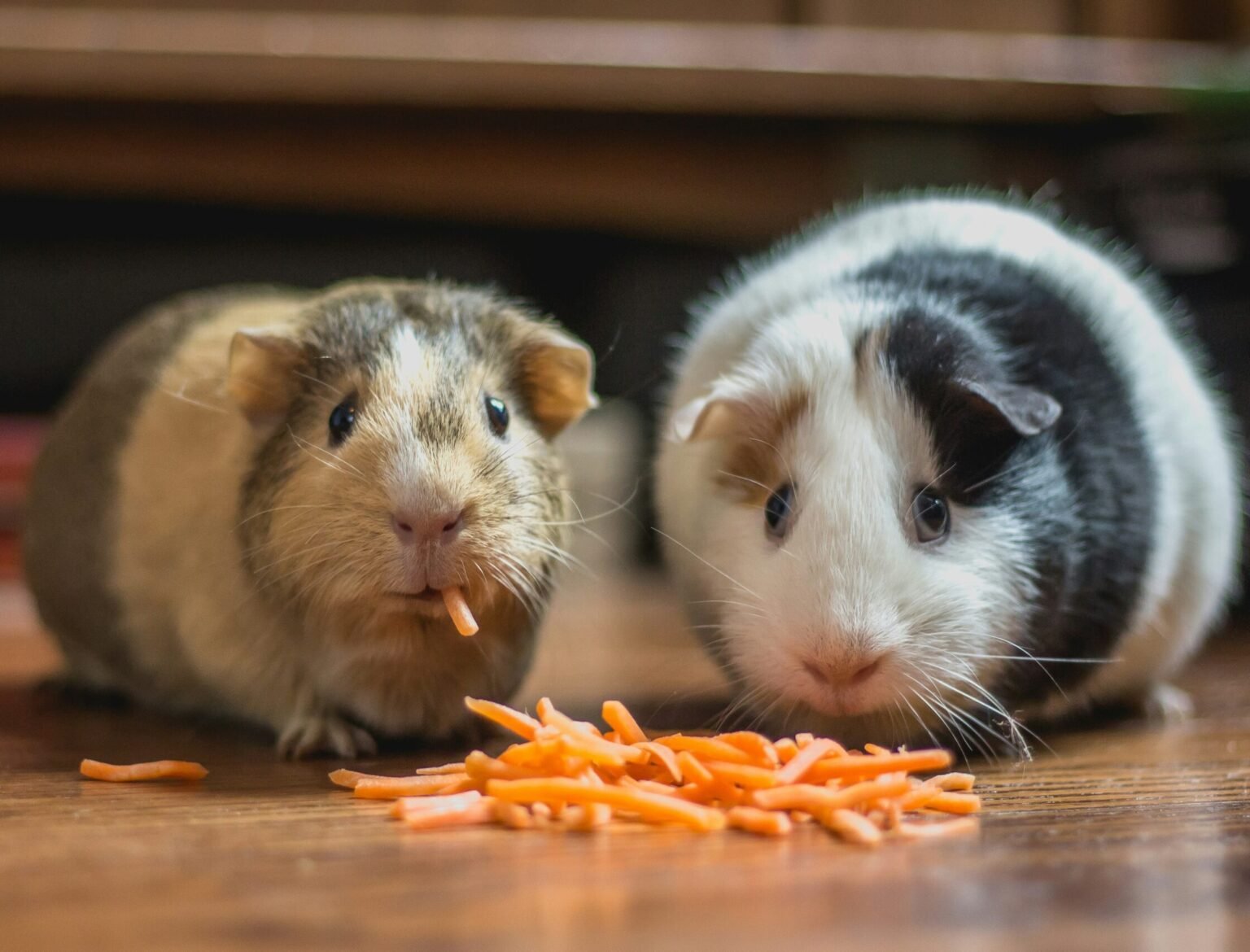 天竺鼠吃什麼?天竺鼠飼養懶人包|牧草、蔬菜、水果餵食全攻略