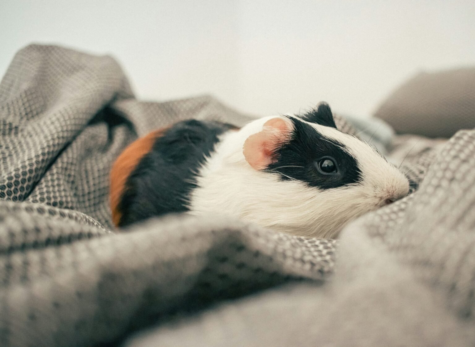 天竺鼠叫聲全解析:教你分辨牠們啾啾叫、咕咕聲與不舒服的叫聲