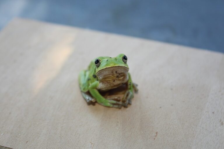 lucky-luciano-j0jLkf7y2hM-unsplash