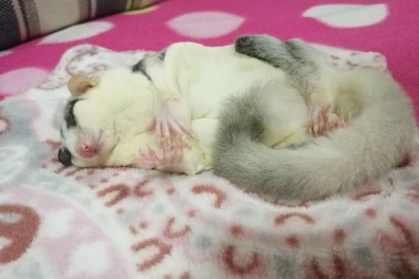 118 Sugar Gliders That Are Just Too Sweet