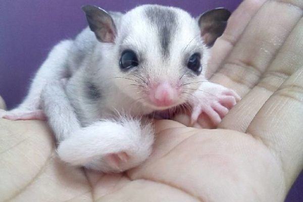 118 Sugar Gliders That Are Just Too Sweet