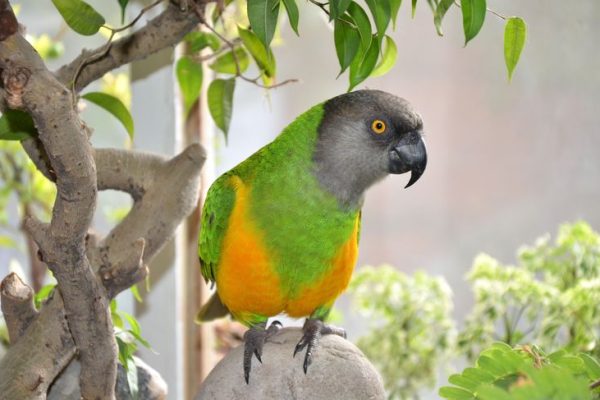 11_ Senegal Parrot (Poicephalus senegalus) _ a resident breeder across a wide range of west Africa 11_ Senegal Parrot (Poicephalus senegalus) _ a resident breeder across a wide range of west Africa