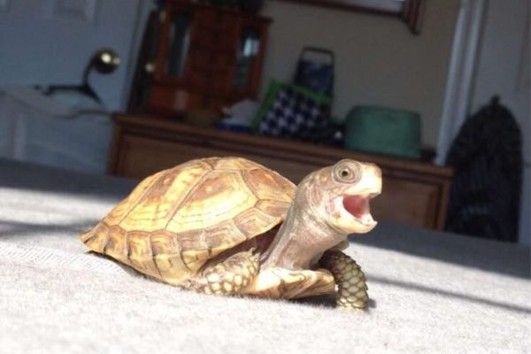 19 Turtles (And Tortoises!) You Can’t Believe Even Exist 19 Turtles (And Tortoises!) You Can't Believe Even Exist