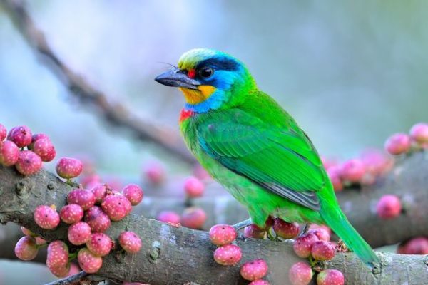 19_ Taiwan Barbet (Psilopogon nuchalis) _ endemic to the island of Taiwan 19_ Taiwan Barbet (Psilopogon nuchalis) _ endemic to the island of Taiwan