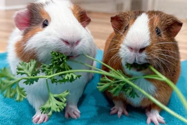 _ - 2026-02-01T102501.963