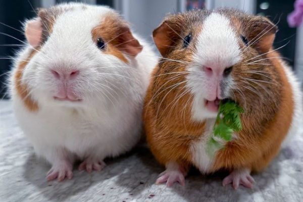 _ - 2026-02-01T102546.091