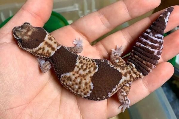 26 African Fat-Tailed Gecko Morphs & Colors (with Pictures) (1)