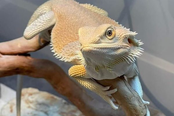_ (27)