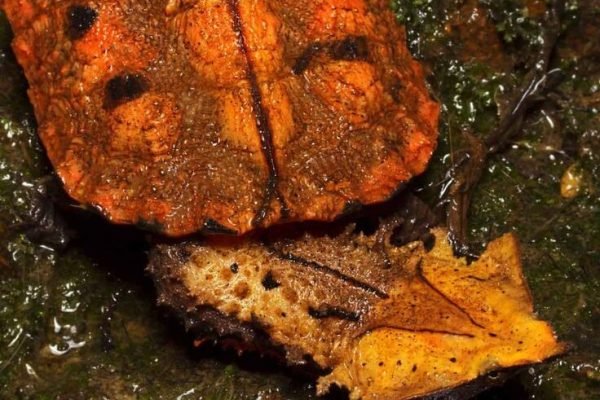 39 Mata Mata Turtle Facts_ South America’s Fish Vacuum (Chelus fimbriata) _ Everywhere Wild 39 Mata Mata Turtle Facts_ South America's Fish Vacuum (Chelus fimbriata) _ Everywhere Wild