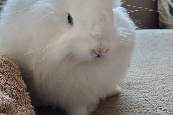 5 Things you should know before getting Angora Rabbits_ — Here in the Sage