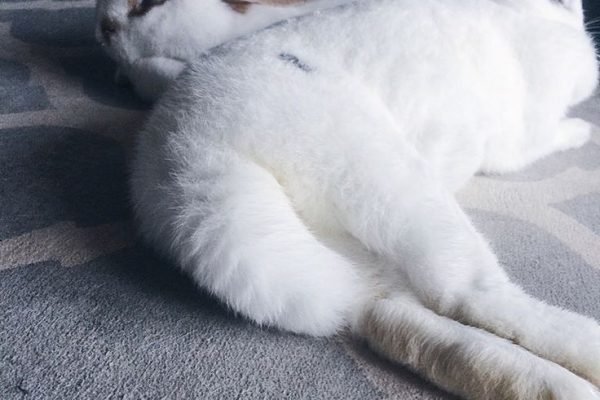 @apartmentbunnies on instagram