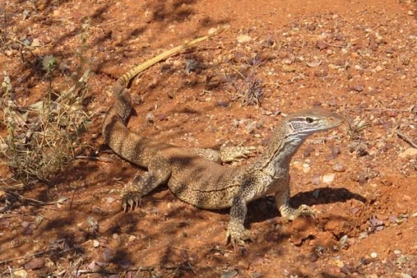 A Gould’s monitor, just north of Uluru_ A Gould's monitor, just north of Uluru_