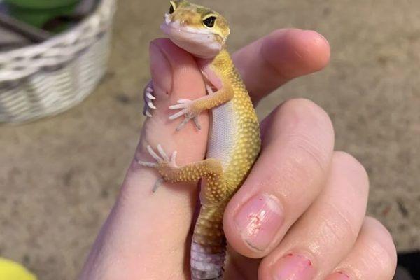 A little leopard gecko A little leopard gecko