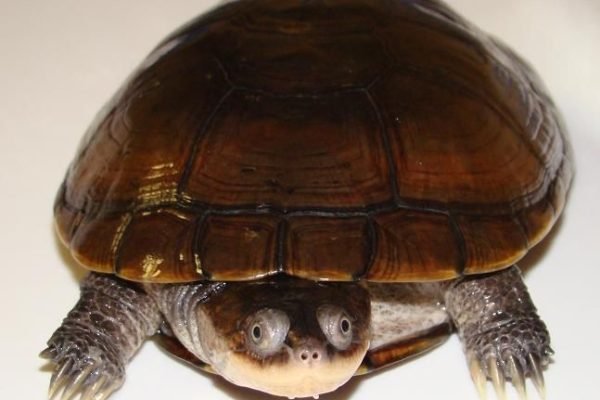 African helmeted turtle (Afrikaanse moerasschildpad) (1)