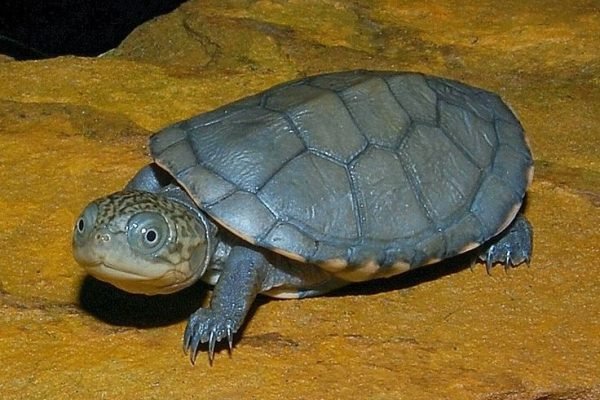 African helmeted turtle (Afrikaanse moerasschildpad)